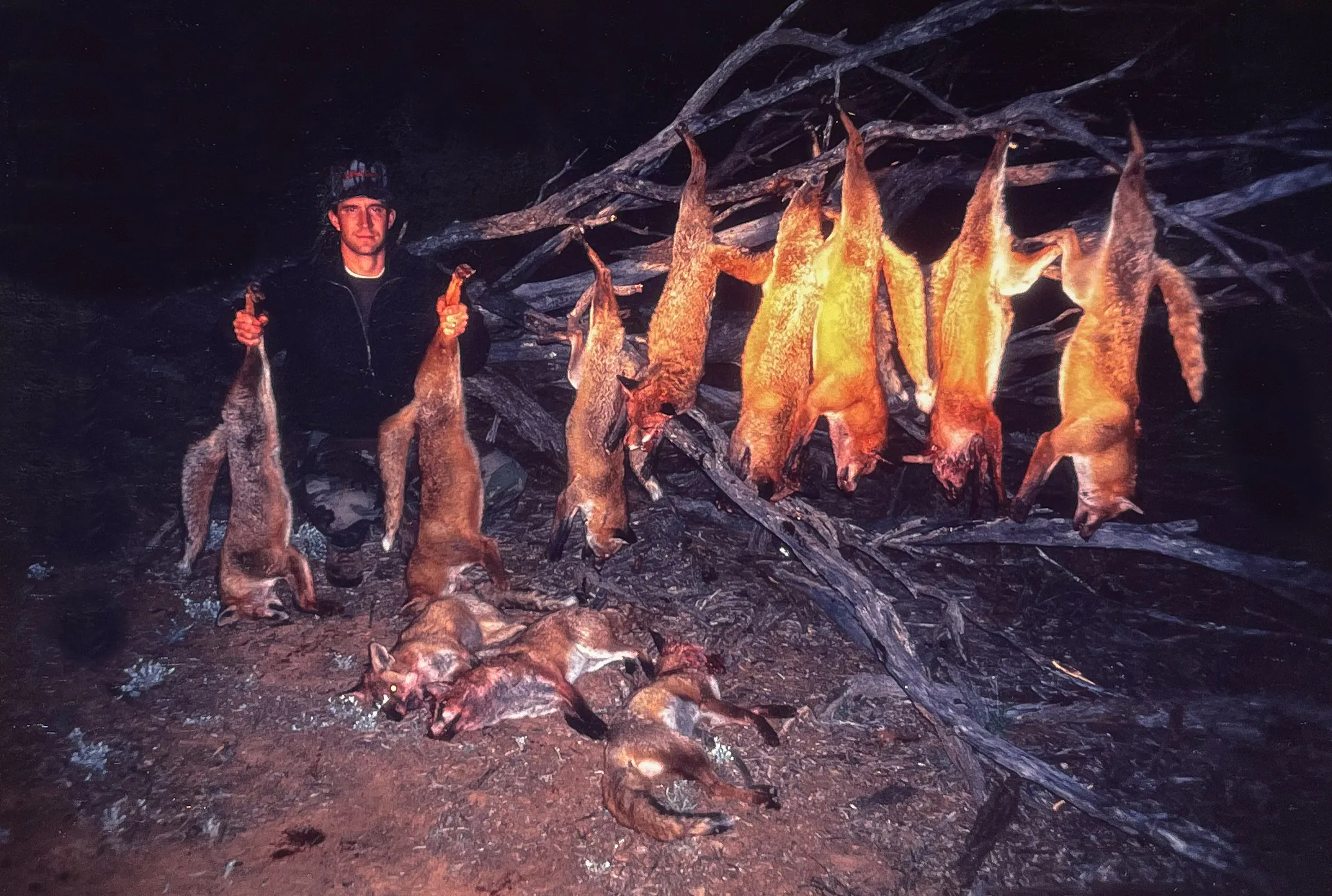 chasse au renard
