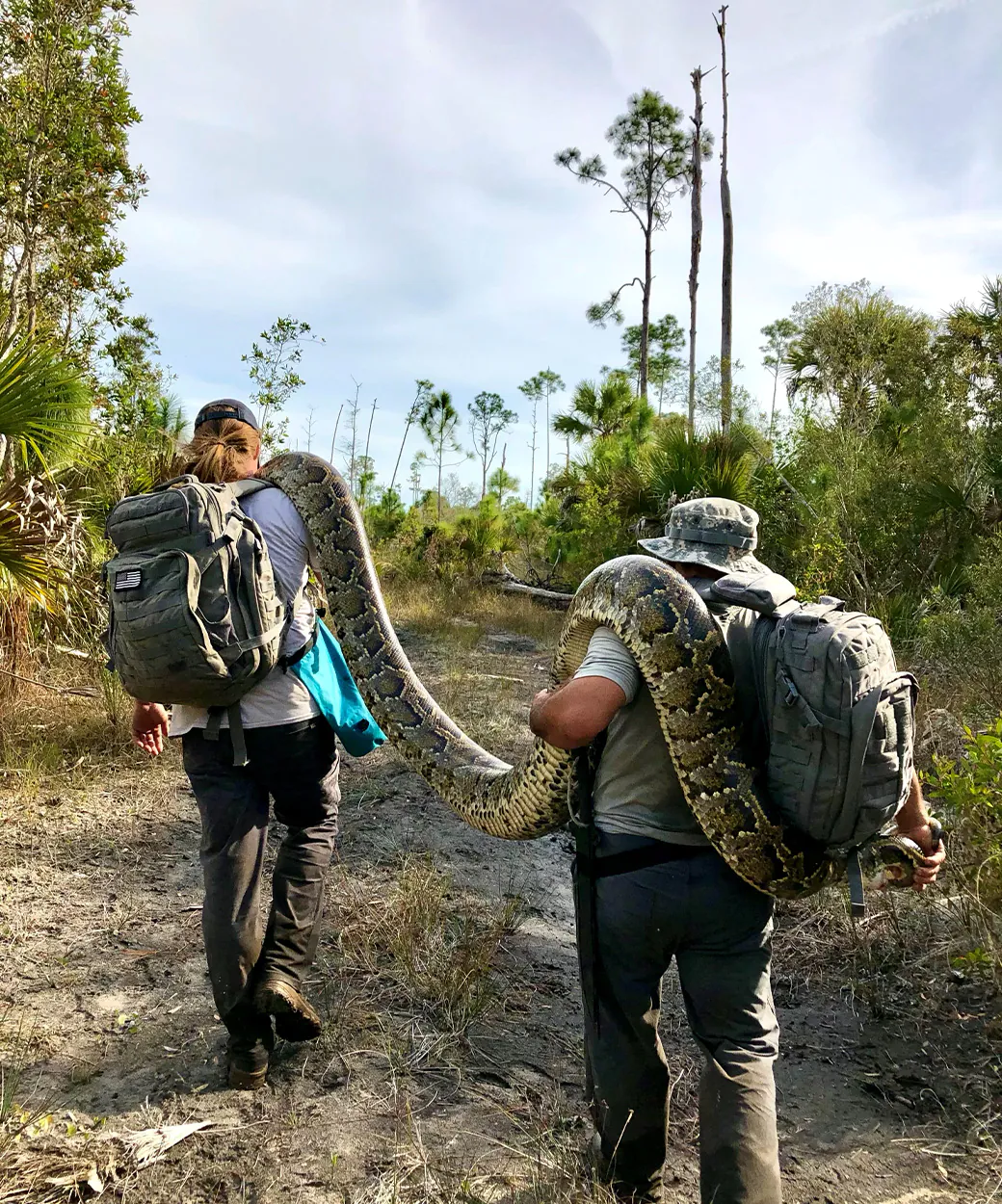 Deux hommes effectuent un grand python sur leurs épaules.