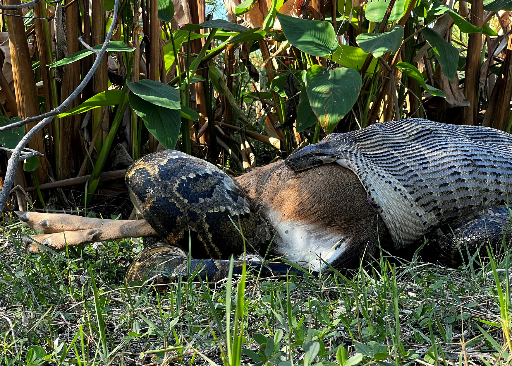 Un python birman avale un cerf de la queue blanche pleine grandeur entière.