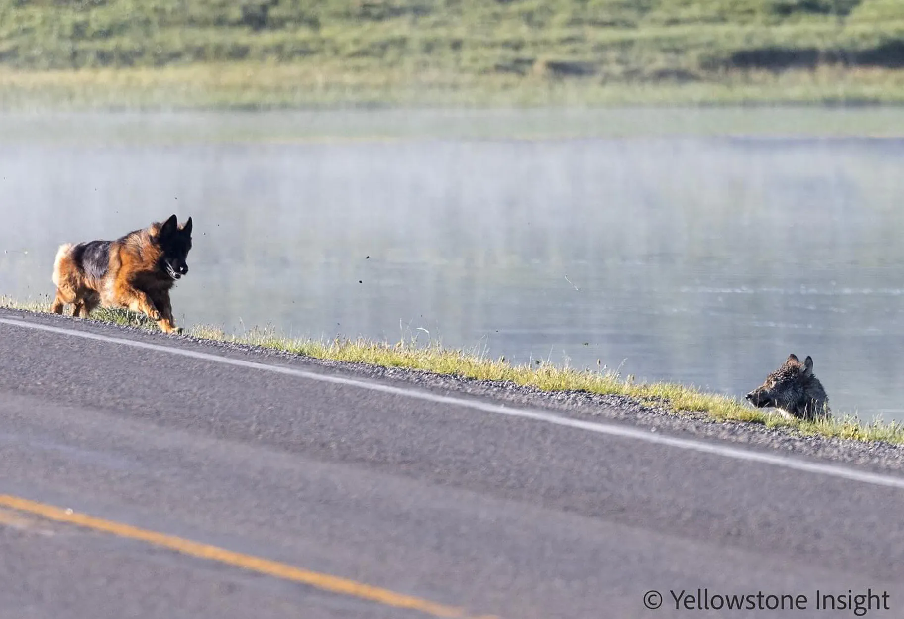 Un chien domestique court après un loup à Yellowstone.