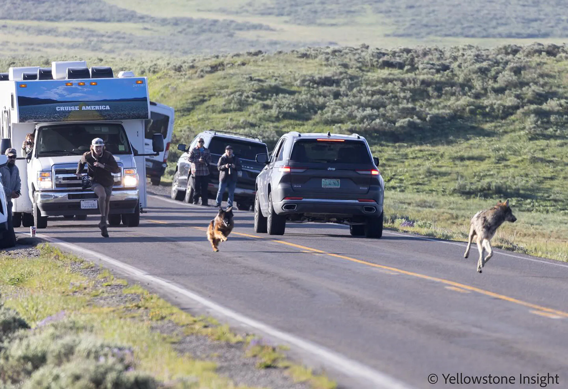 Un guide se déroule après un chien domestique qui coule un loup à Yellowstone.