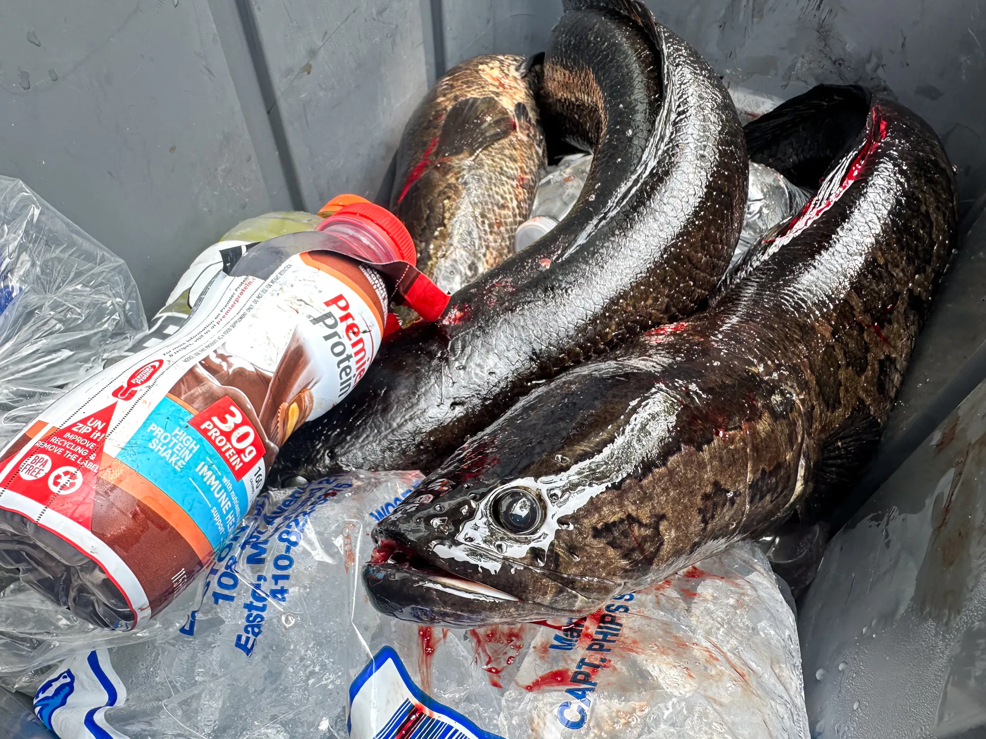 Les têtes de serpent saignent et sur la glace.