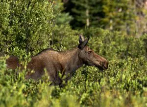 Fisherman tire et tue en charge des orignaux dans le Wyoming