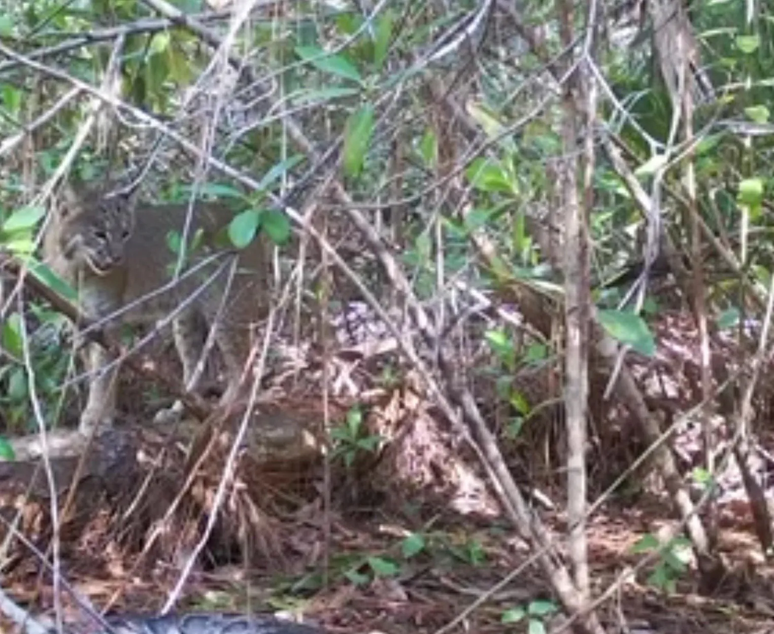 Un lynx roux en Floride a pris une caméra de sentier.