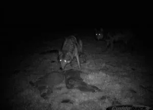 Le Colorado euthanasie loup gris qui s'attaquait au bétail