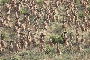 Le Texas vient de légaliser la chasse à Aoudad à partir d'hélicoptères