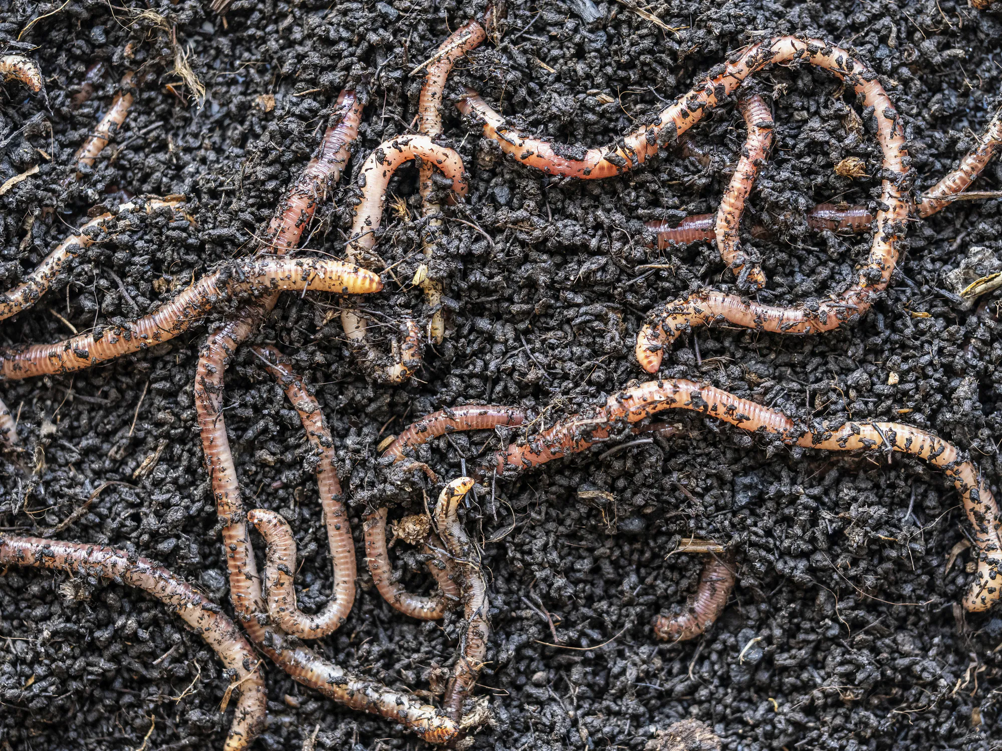 Vol de terre rouge utilisé comme appât de pêche pour les poissons d'eau douce.