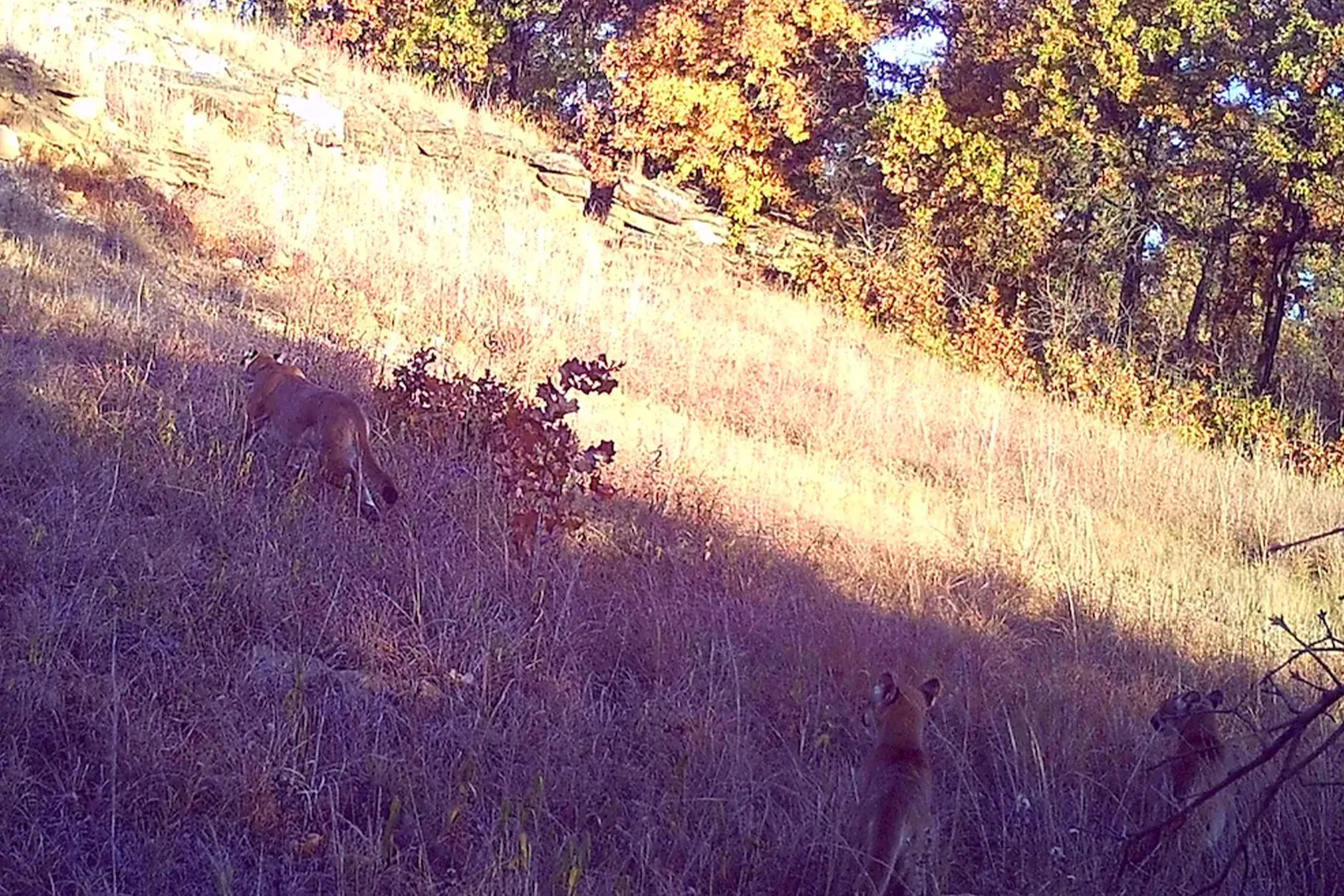 Une photo de caméra d'essai d'un lion de montagne adulte et de deux chatons à moitié cultivés.