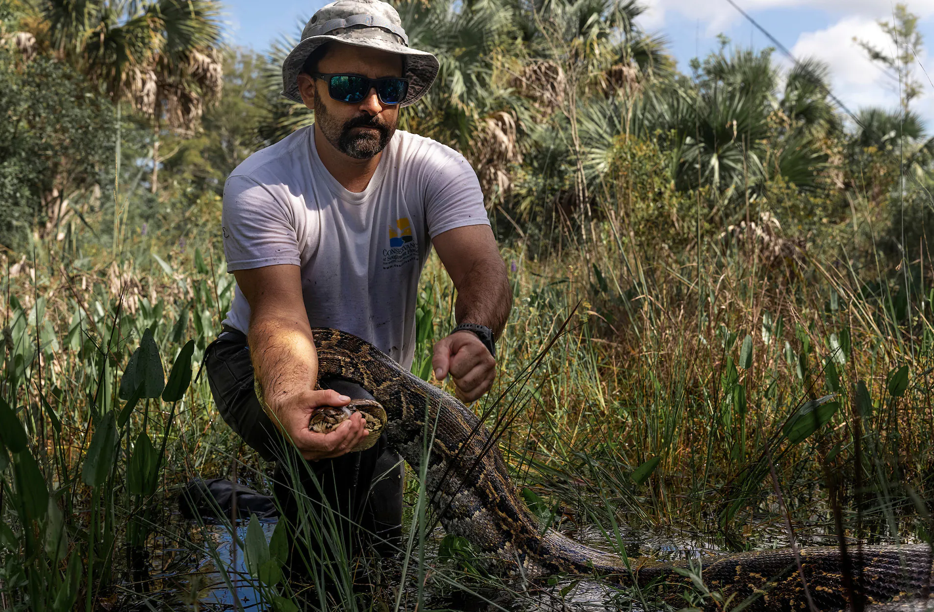 Un tracker de serpent attrape un python en Floride.