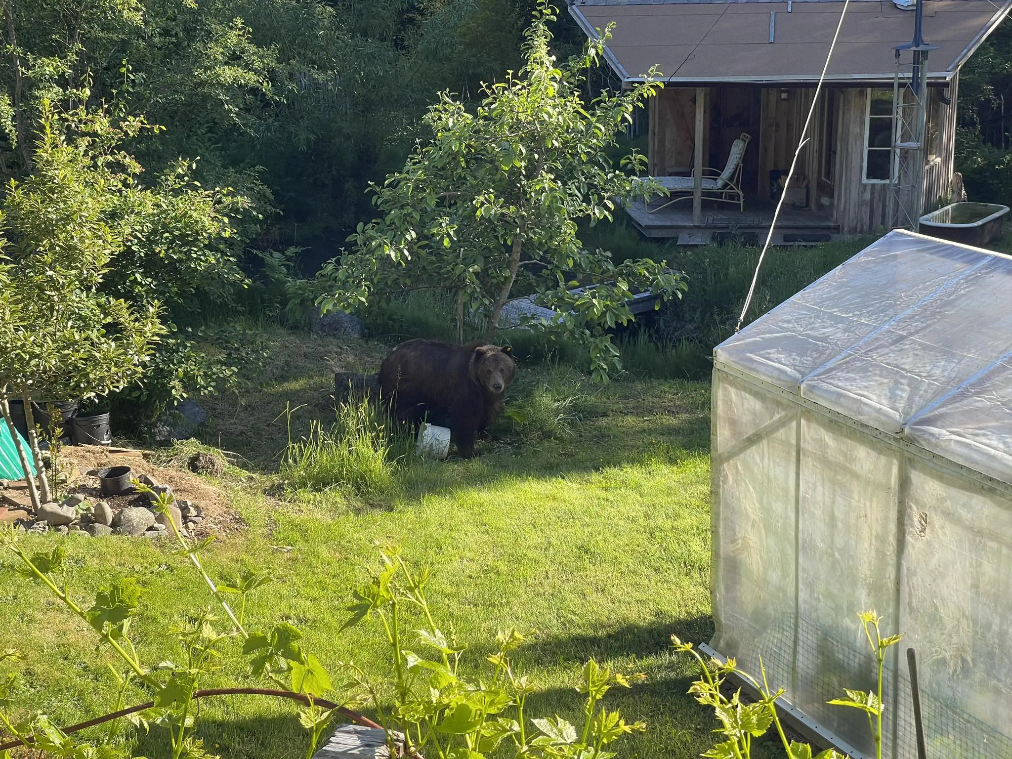 Un grizzli dans une cour avec un seau renversé.