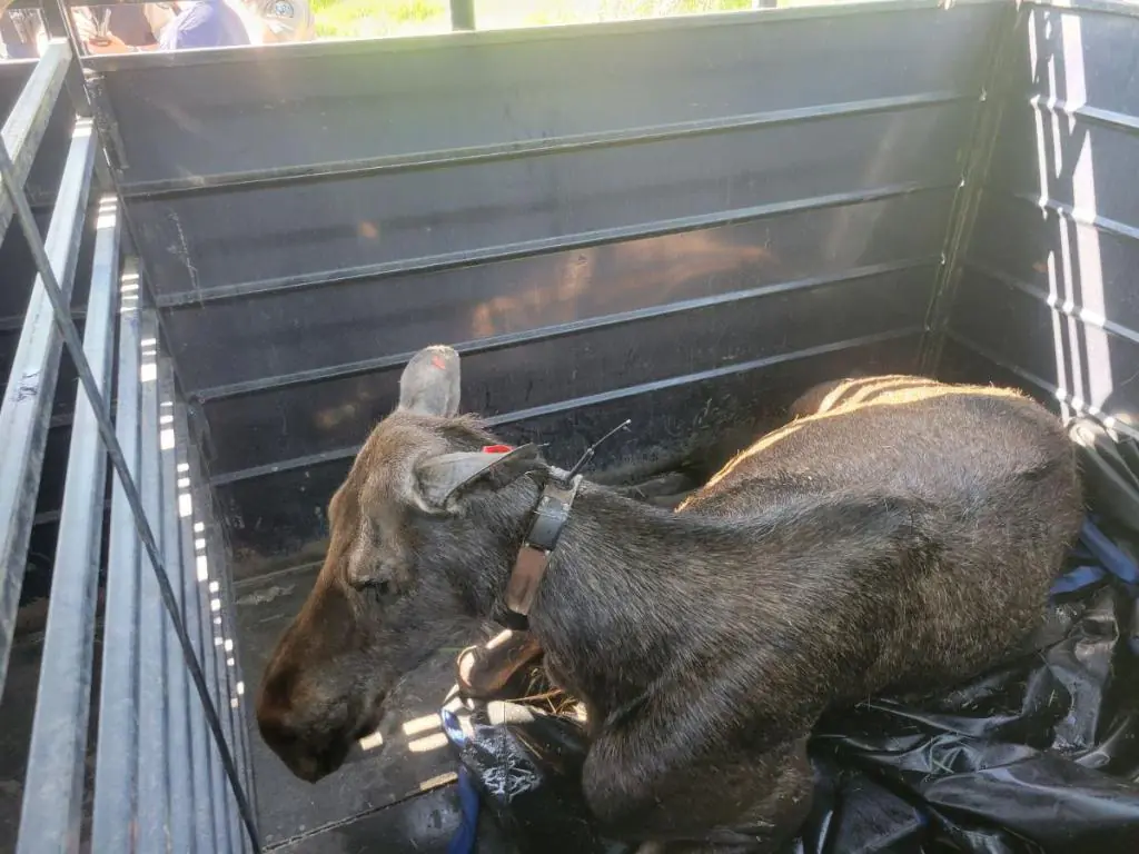 Un orignal de vache avec un col GPS se trouve à l'intérieur d'un stand.
