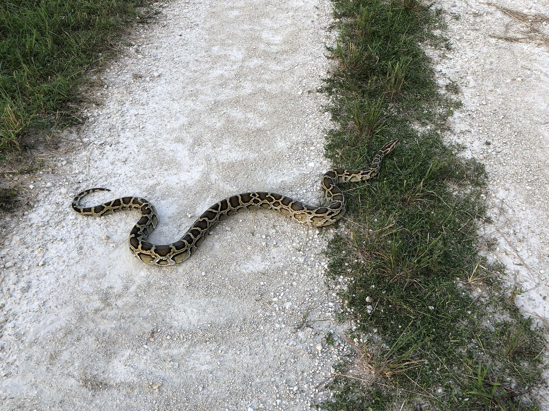 Un grand python traverse une piste de deux pistes en Floride.