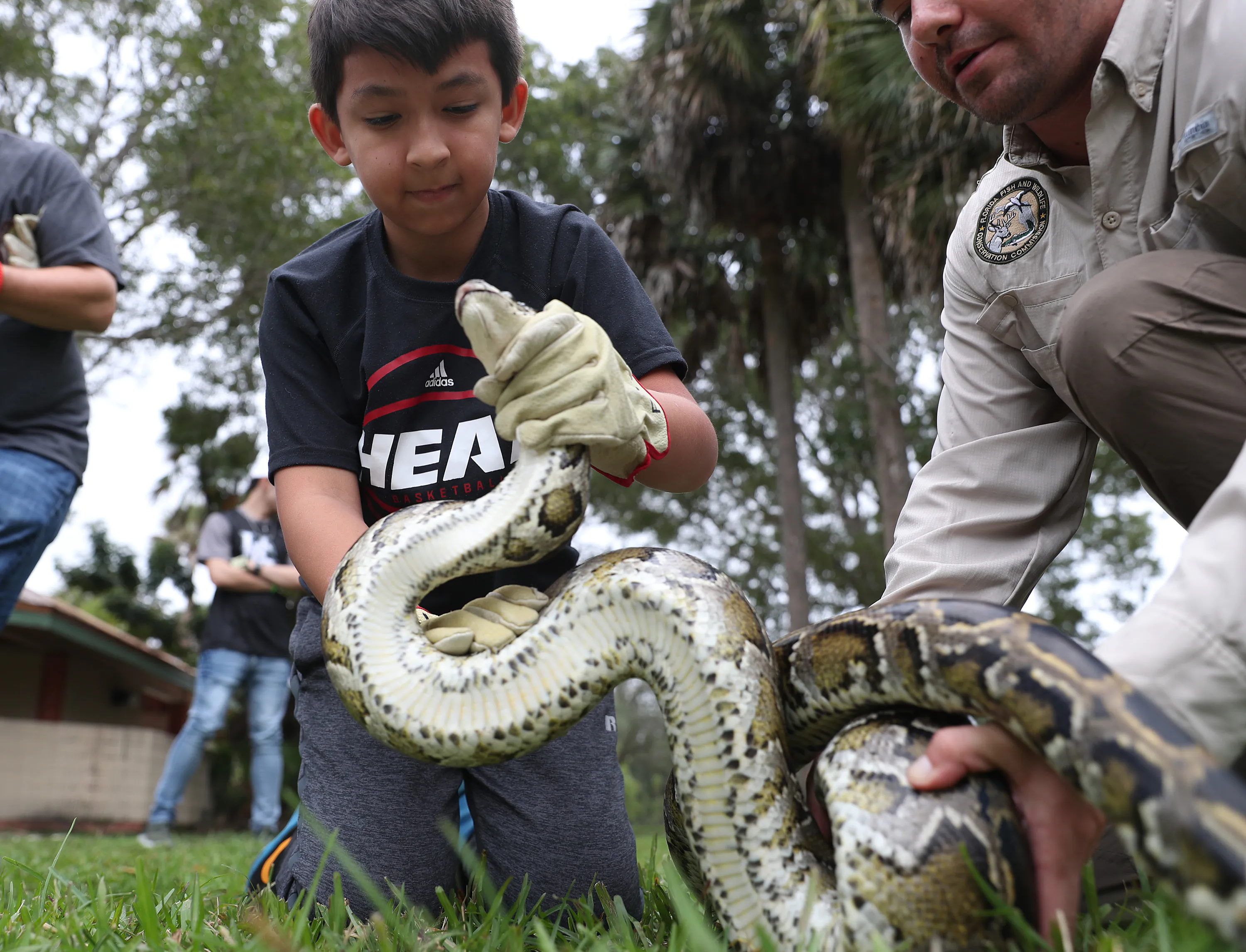 Un enfant apprend à attraper un python en Floride.