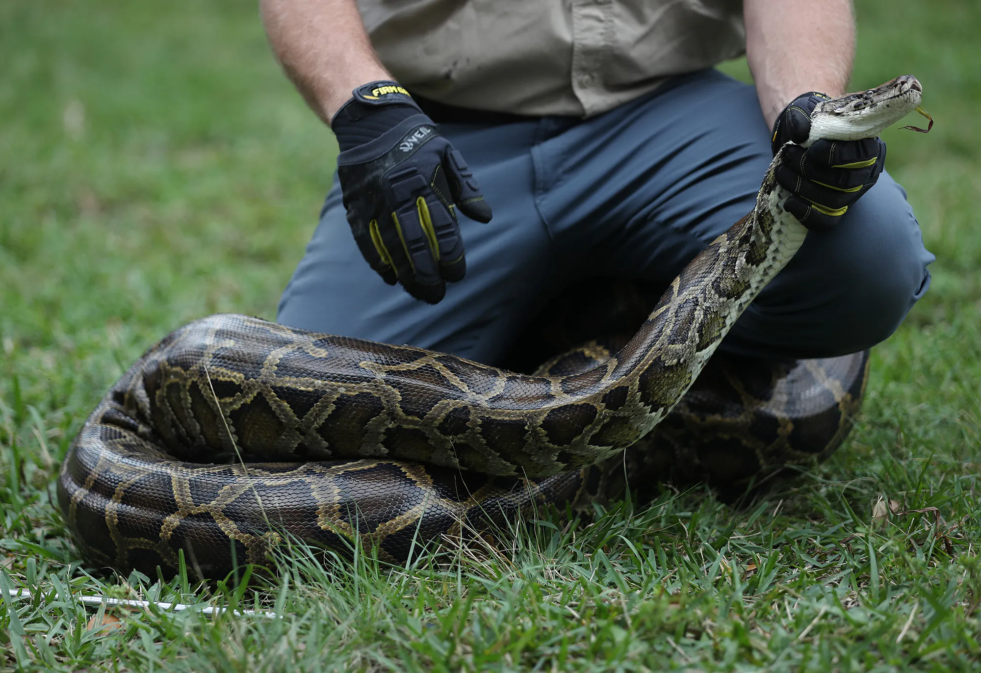 Un homme s'agenouille derrière un gros python birman.