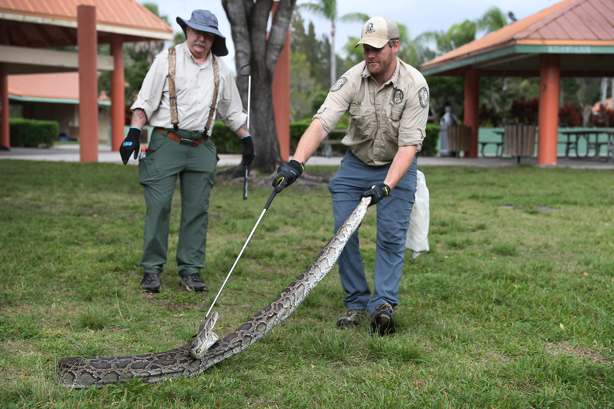 Sunrise, Floride - 10 janvier: Rick Mayo considère comme Robert Edman, avec la Florida Fish and Wildlife Conservation Commission, donne une démonstration de prise de python devant les chasseurs potentiels de serpents au début du Python Bowl 2020 le 10 janvier 2020 à Sunrise, en Floride. Le Florida Python Challenge 2020 Python Bowl qui a lieu quelques semaines avant que le Super Bowl ne se tiendra dans les jardins de Miami, une compétition de 10 jours pour éliminer les pythons birmanes des Everglades de Floride en raison de la menace pour l'écosystème délicat qu'ils posent car ils n'ont pas de prédateurs et se reproduisent rapidement. ()