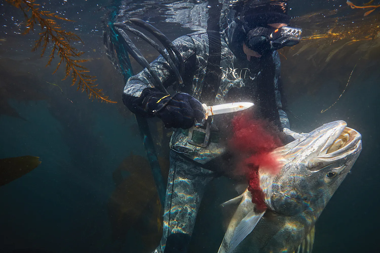 Spearfisherman saigne un encombrement blanc pour la viande fraîche