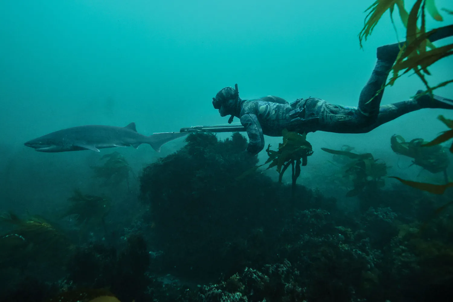 Spearfisherman et un requin Sevengill