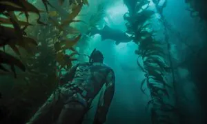 Ce qu'il faut pour Spearfish pour le bar blanc dans le sud de la Californie