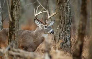 Chasseurs, réjouissez-vous. L'interdiction de la Pennsylvanie le dimanche à la chasse est levée