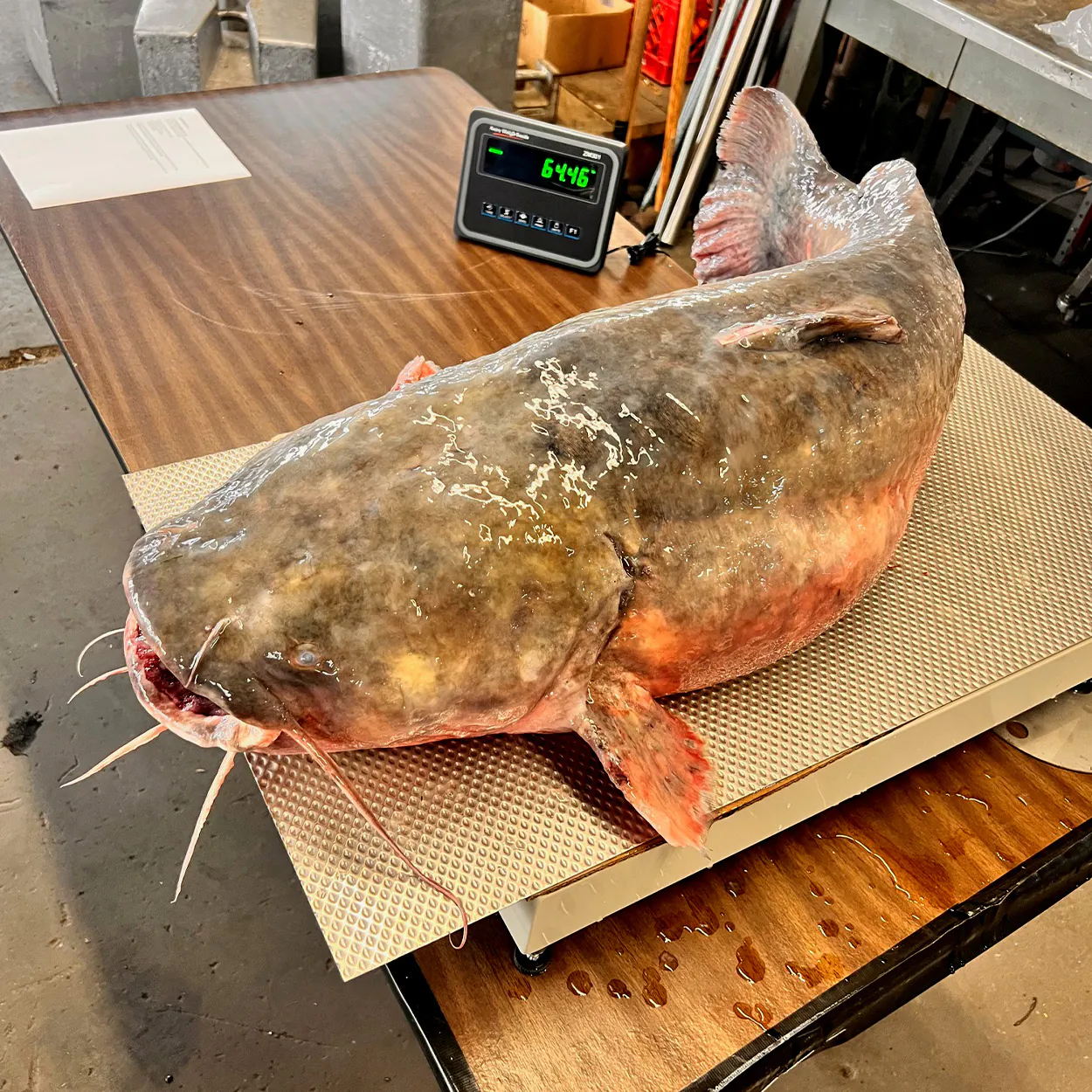 Un gros passage de poisson-chat à l'échelle du Michigan.
