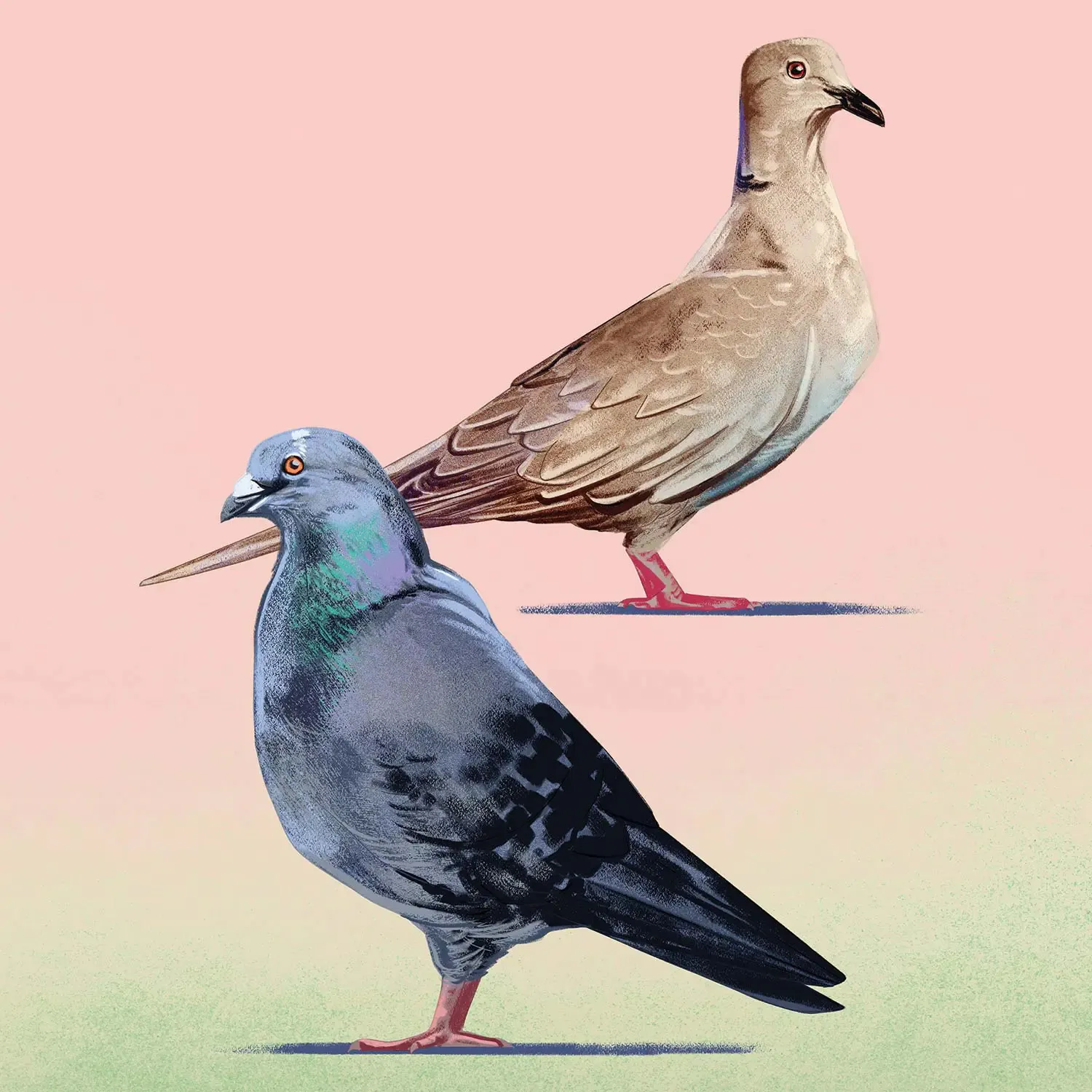 Une illustration d'une colombe et d'un pigeon sur fond rose.