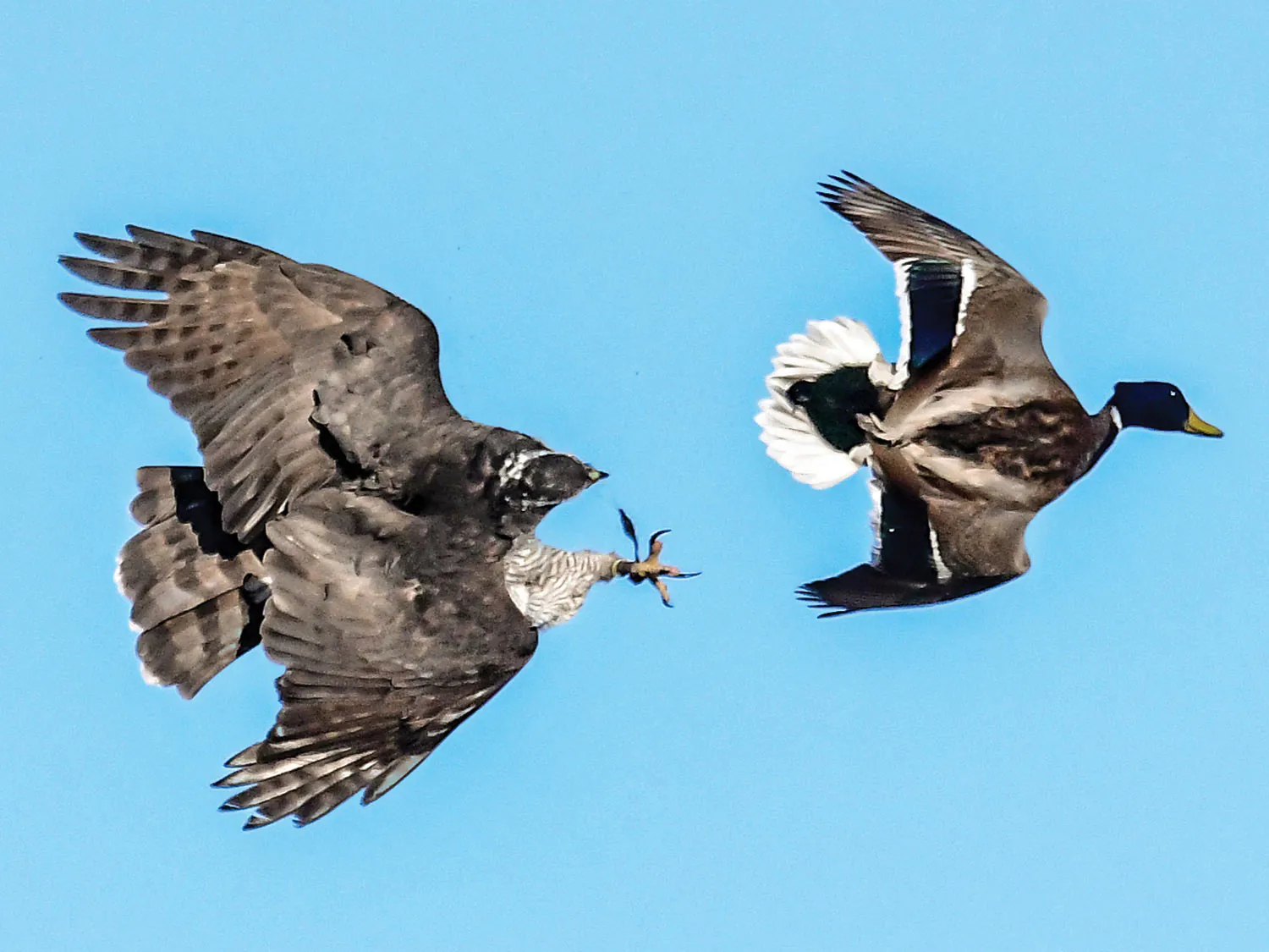 Un faucon de chasse volant dans les airs après un canard.