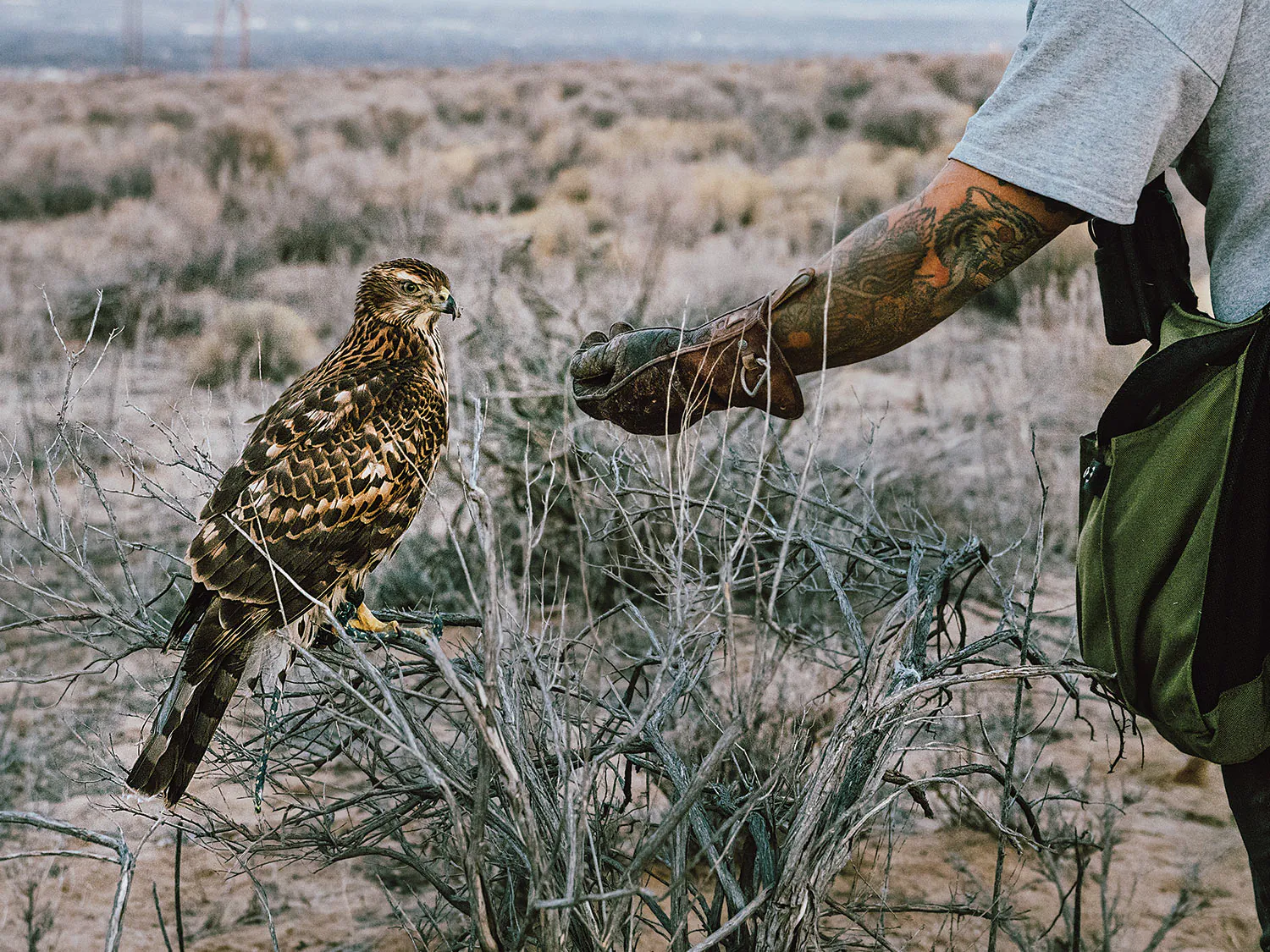 Un chasseur offre sa main gantée pour un faucon de chasse à percher.