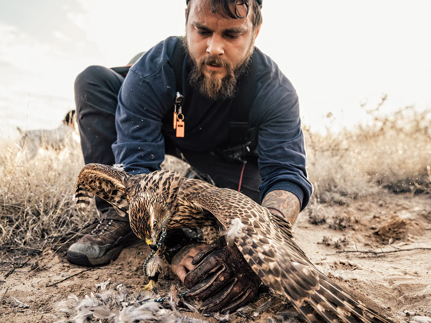 Un chasseur nourrit un faucon de chasse.