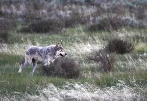 Le Colorado suspend le piégeage après qu'un loup ait déclenché un piège à coyote lors d'une opération de bétail et est mort
