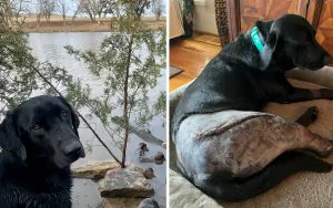 Comment un homme de Carolina a sauvé son chien d'un gator avec un râteau de jardin