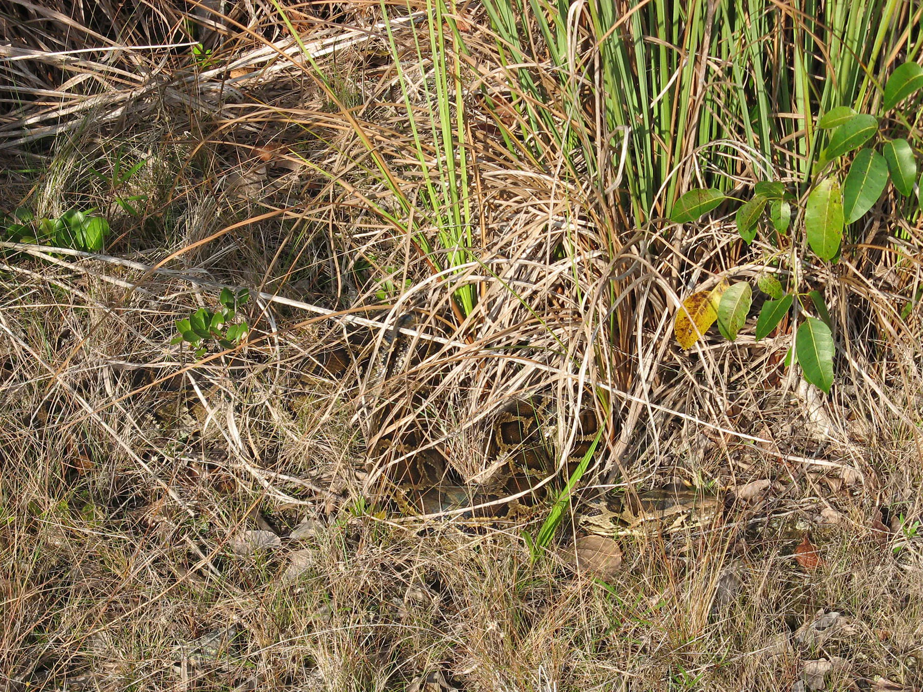 Un python birman camouflé dans l'herbe