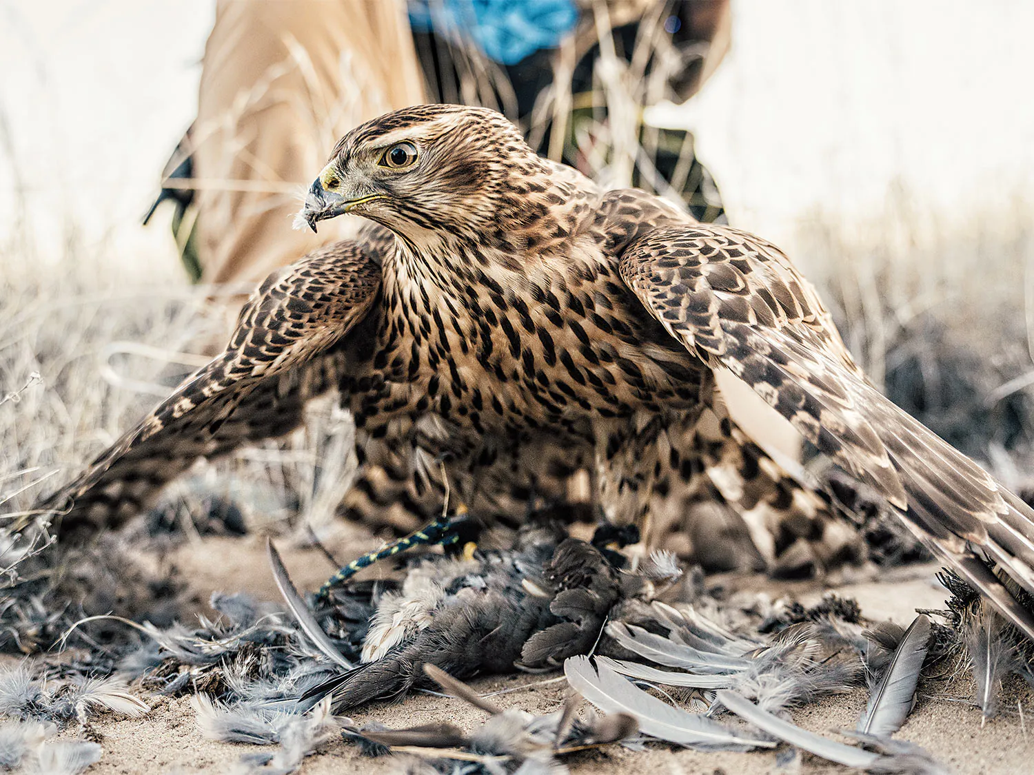 Un faucon de chasse a perché un récent meurtre.
