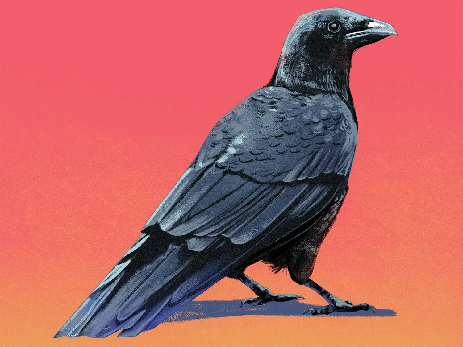 Une illustration d'un corbeau sur fond orange rose