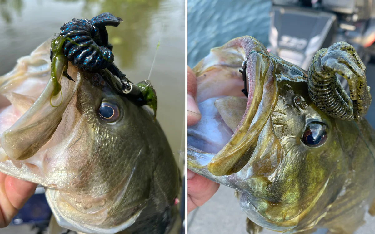 Une basse prise sur le Texas Rig