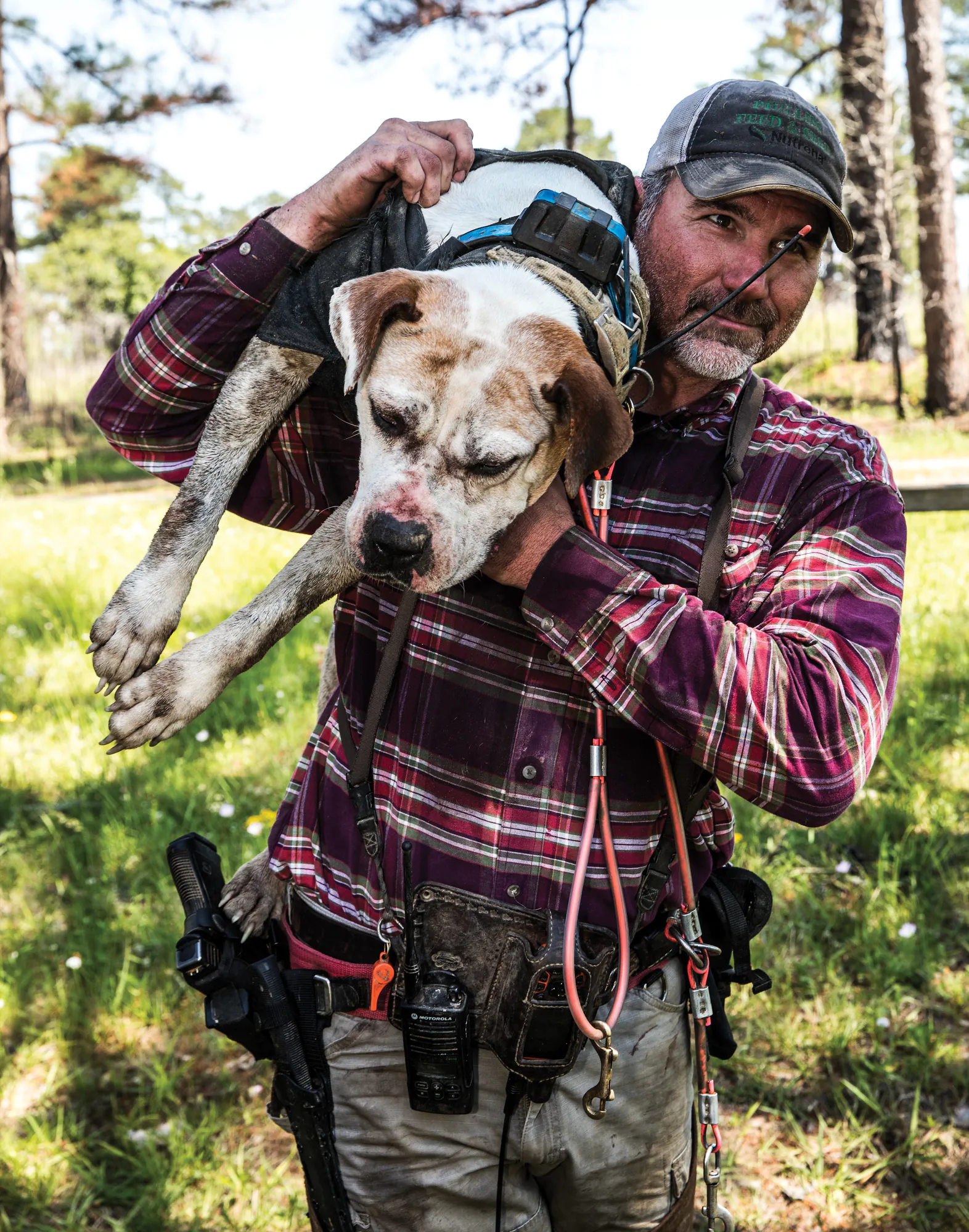 Un chasseur dans une chemise à carreaux emporte un chien de porc sur son épaule.