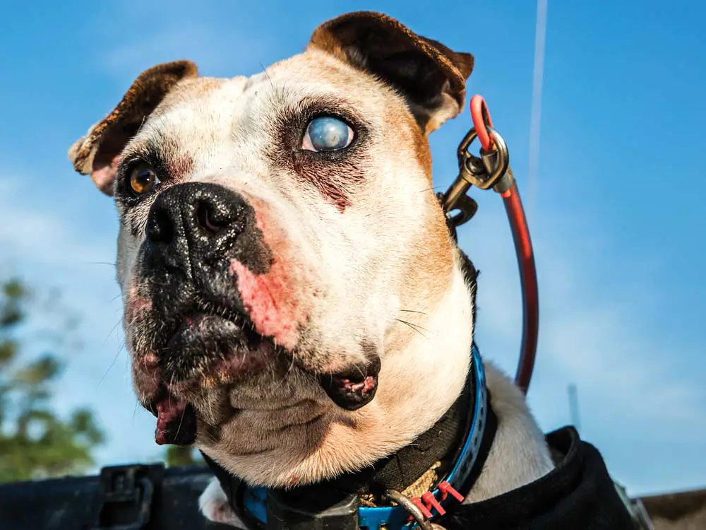 Un bouledogue de chasse au porc avec un œil blessé