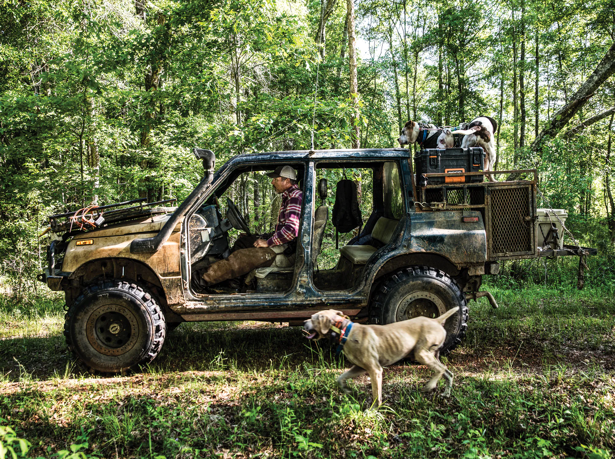Les chasseurs de porcs rentrent chez eux pour la journée.
