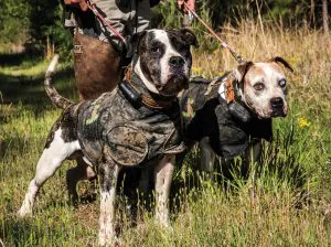 11 photos sauvages des chiens de chasse au porc de l'Alabama