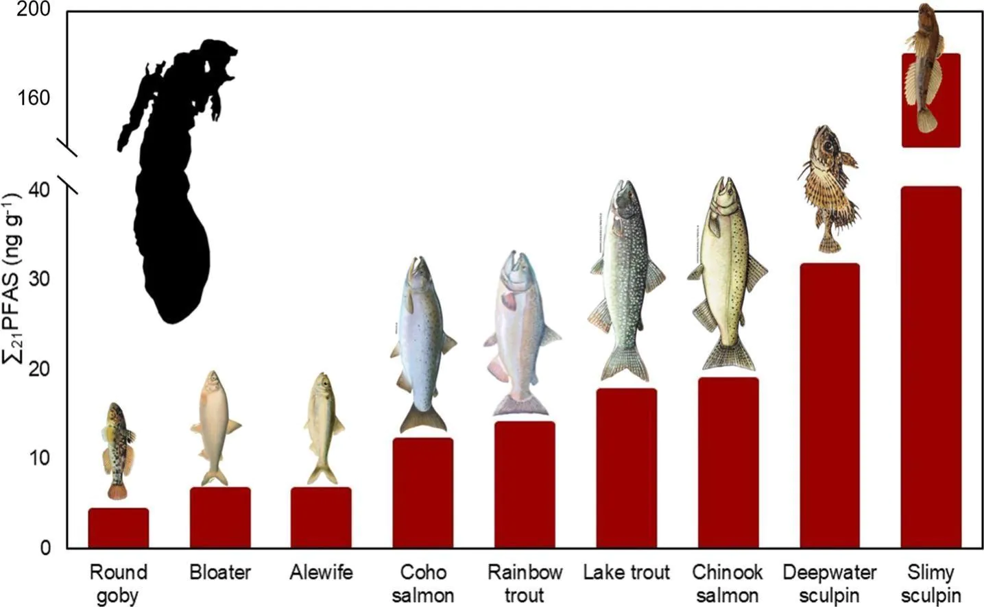 Un graphique montrant des produits chimiques pour toujours dans les poissons des Grands Lacs.