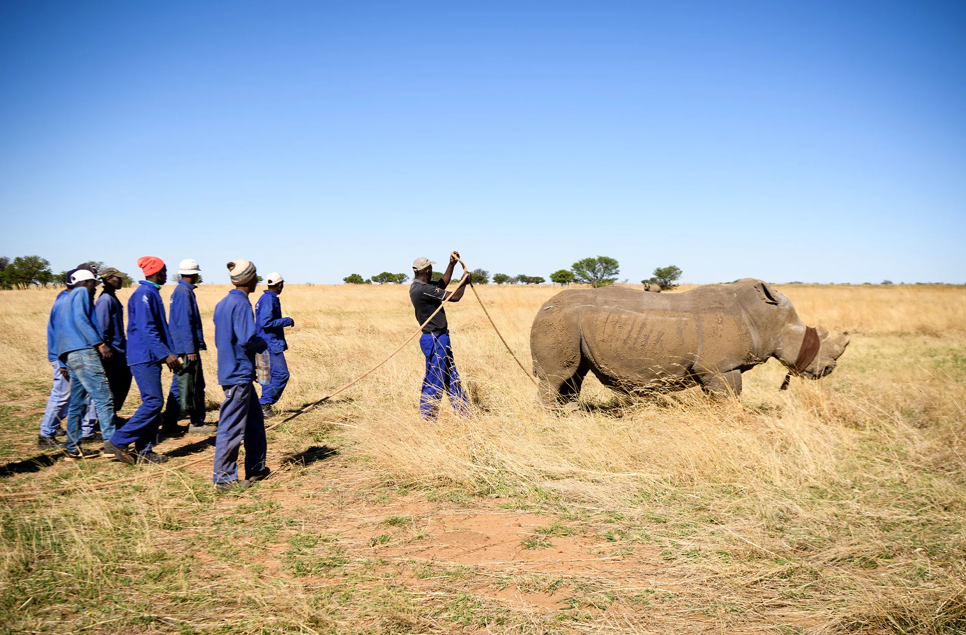 Les travailleurs d'un rhinocéros en Afrique du Sud déplacent un rhinocéros blanc sur une corde.