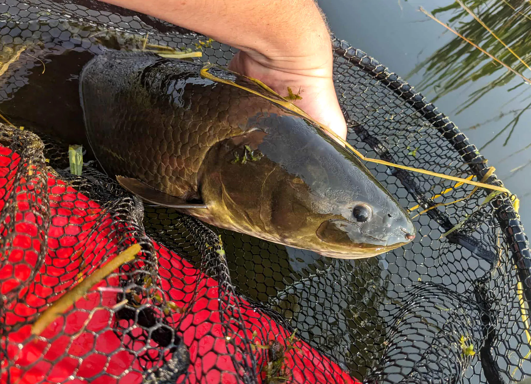 Un bowfin de près dans un filet.