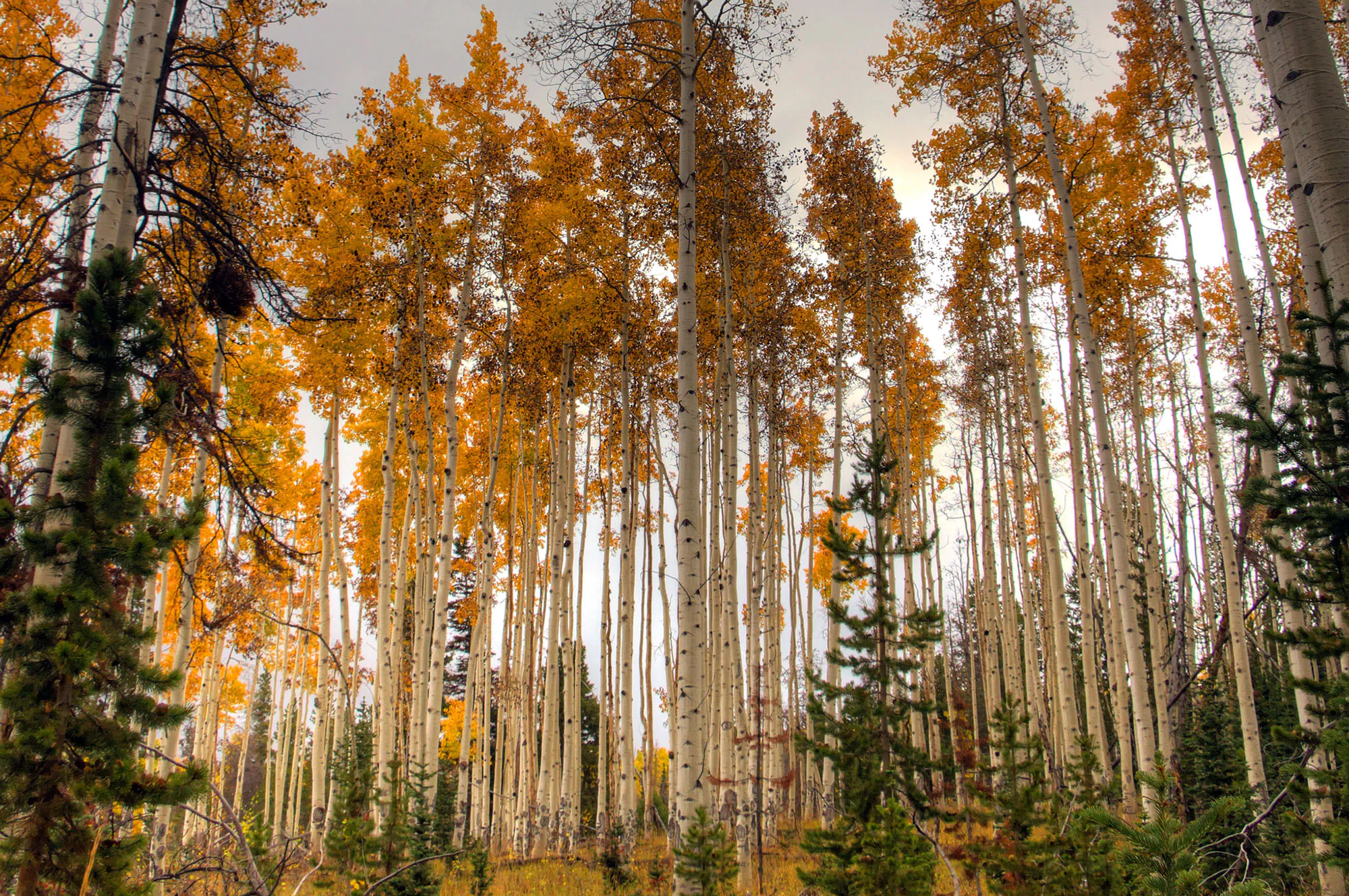 Aspen jaune en septembre