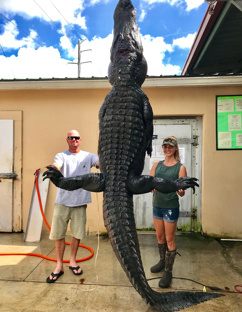 Deux chasseurs avec un alligator de 13 pieds et plus qu'ils ont récolté en Floride.