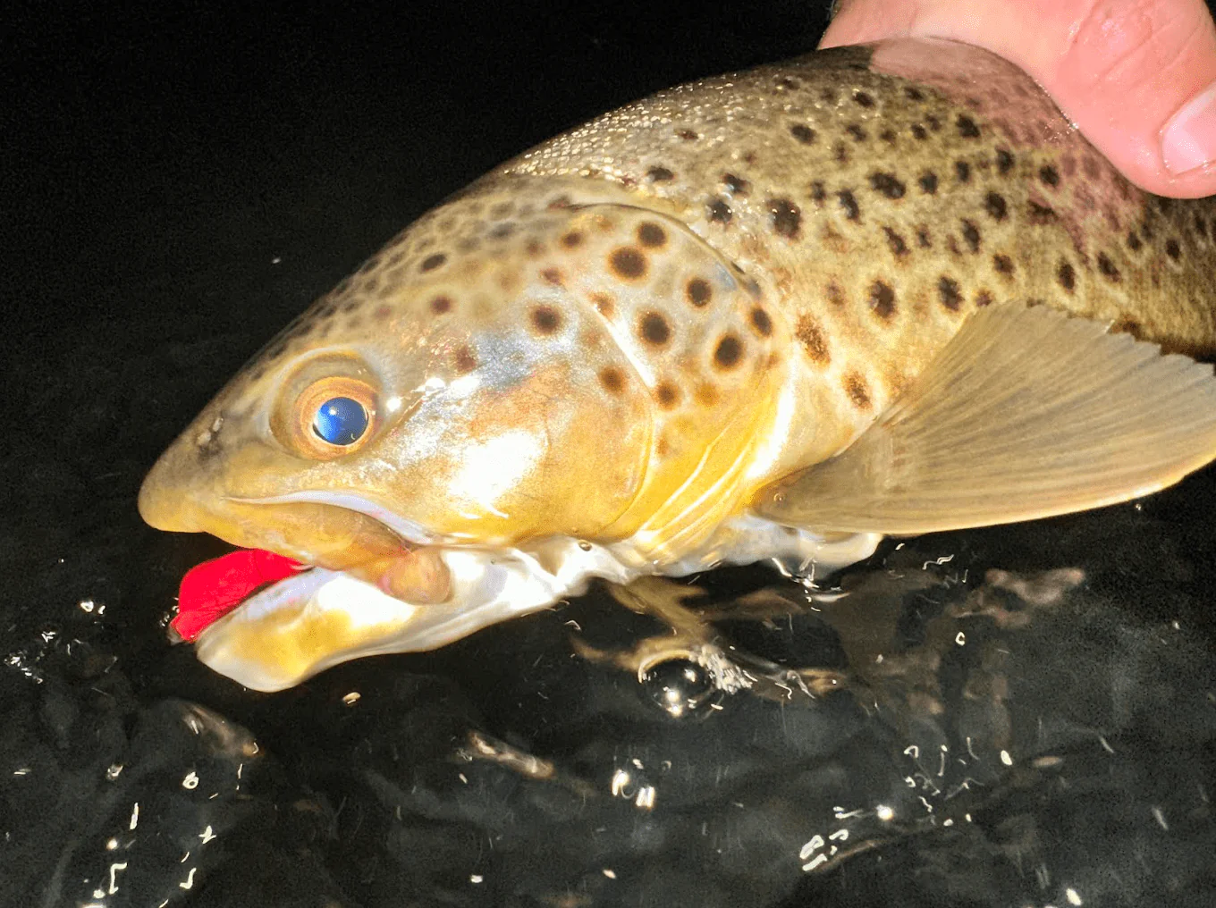 truite brune nocturne