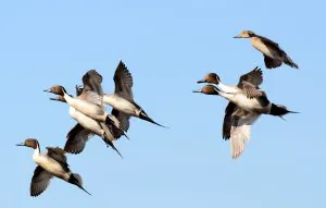 Les numéros de pinton augmentent, les collants sont stables et d'autres plats à emporter de l'enquête Duck de cette année