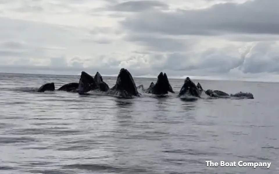 Un groupe de bosse se nourrissait de krill