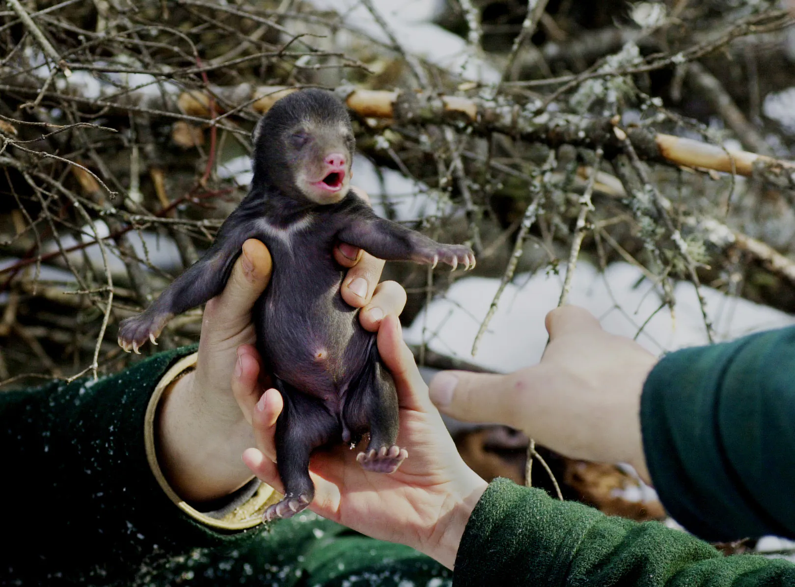 Une paire de mains remet un petit ourson noir sauvage.