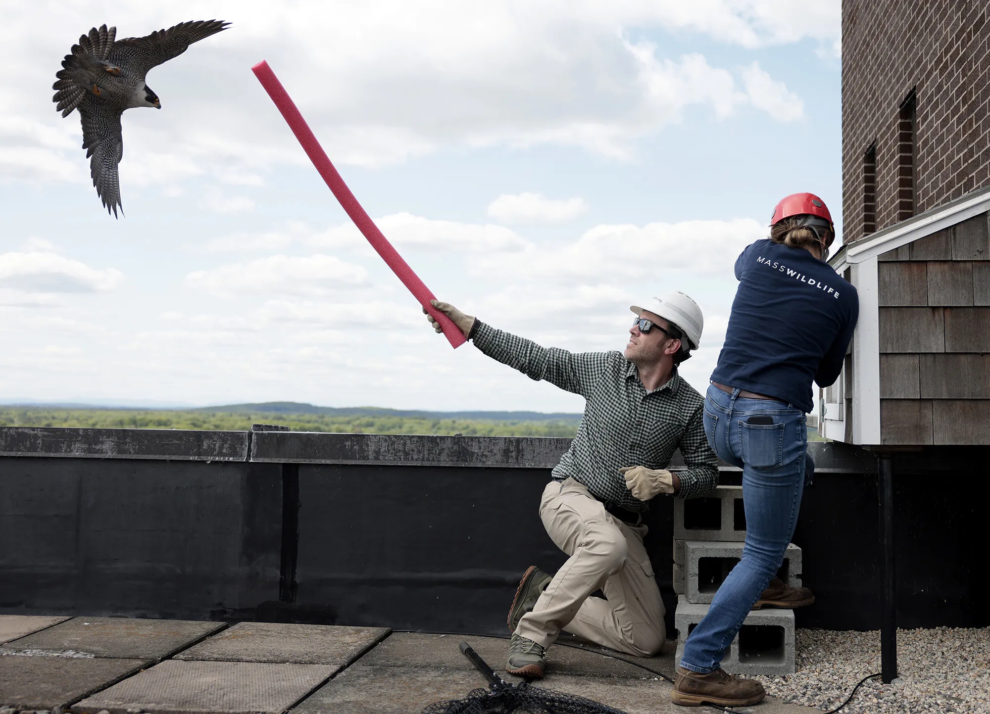 Lowell, MA - 25 mai: David Paulson, un bénévole du biologiste de la faune, tient une nouille de piscine en tant que femelle falcon pèlerin connue sous le nom "Jeune maman" Essaye de protéger son nid contre Chalis Bird, un biologiste de la faune avec Masswildlife qui collectait deux poussins de faucon pèlerins pour évaluer leur santé et les adapter à des bandes d'identification. (Photo de Jessica Rinaldi / The Boston Globe via Getty Images)