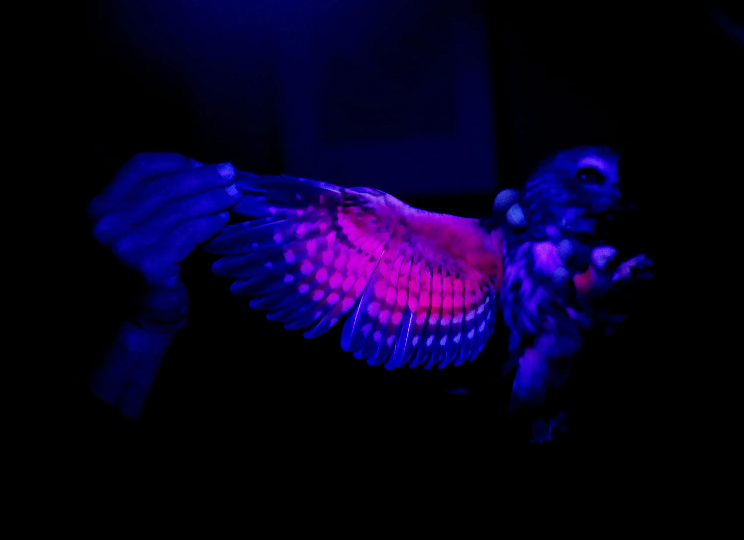 Une photo UV d'un hibou avec son aile retenait sous la lumière UV pour déterminer le flux sanguin.