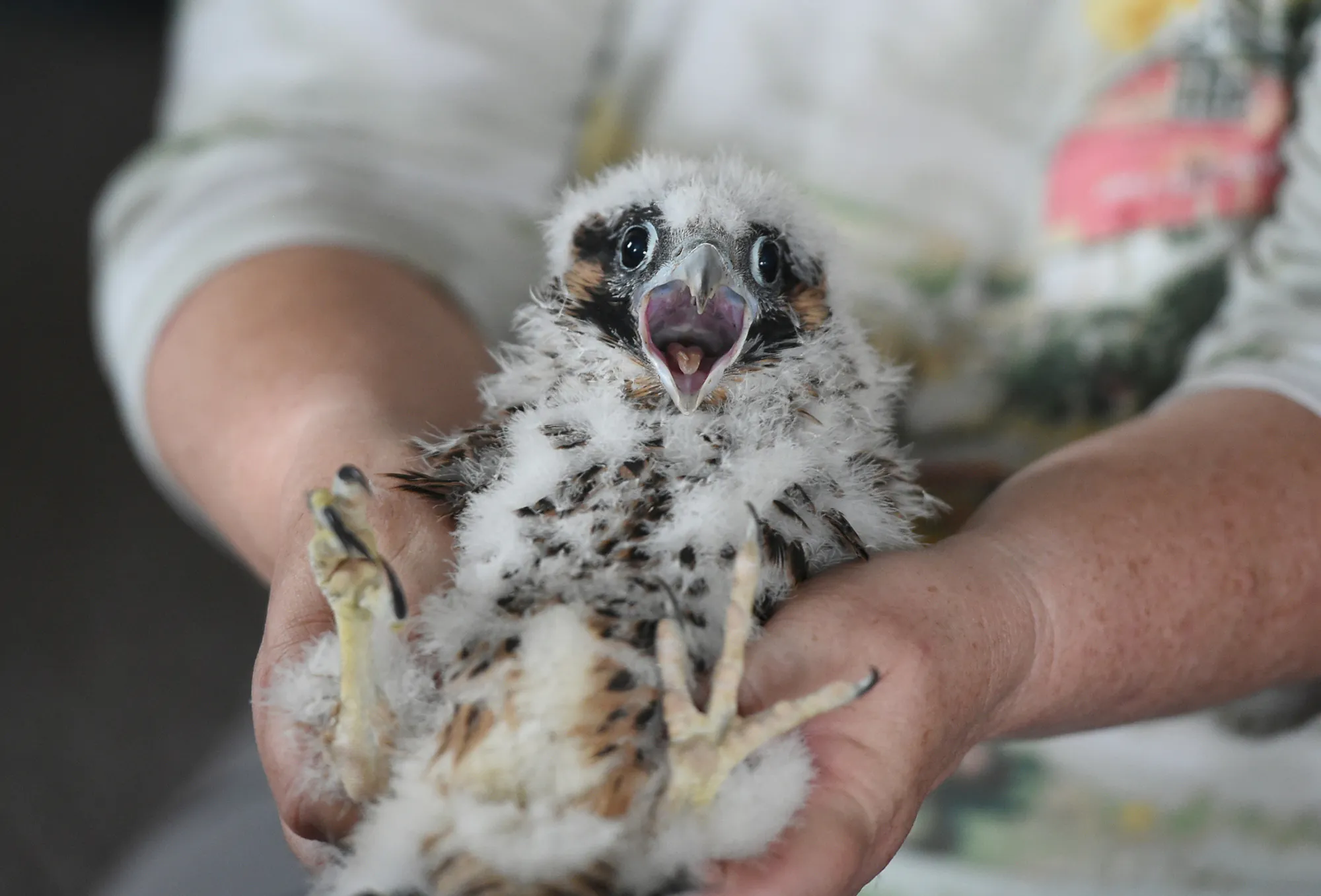 Branche des oisillons du faucon pèlerin. Art McMorris, le spécialiste du Falcon de la Commission du jeu de Pennsylvania, a bagarré les 4 oignons aujourd'hui alors que les parents en colère le regardaient. Photo de nidification masculine de Susan L. Angstadt 5/22/2017 (photo de Susan L. Angstadt / Medianews Group / Reading Eagle via Getty Images)